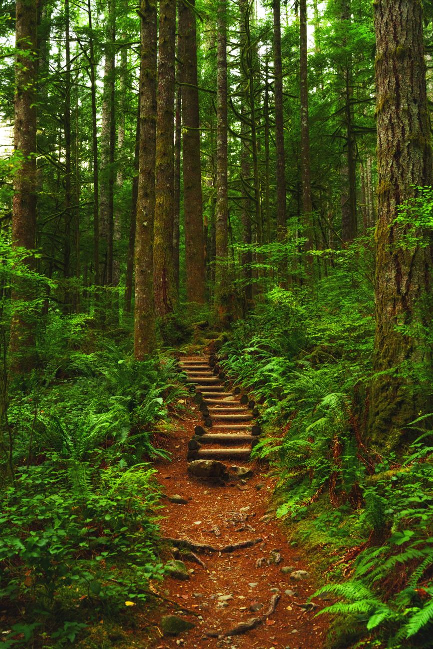 Pristine wilderness trail flanked by prehistoric-sized sword ferns