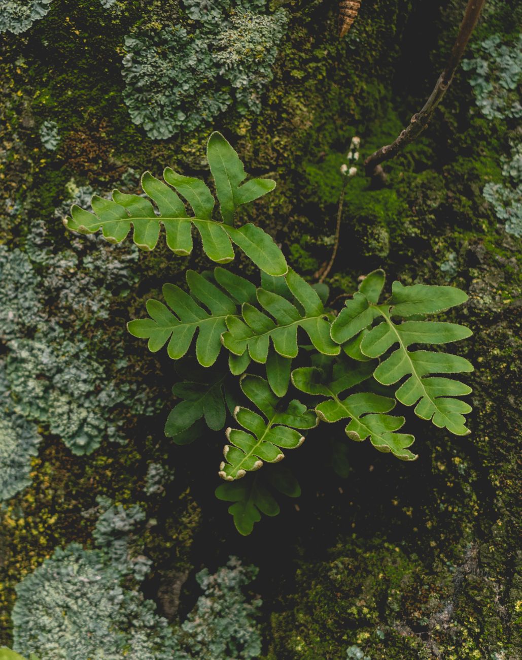 Wild lichen on coastal rainforest branch