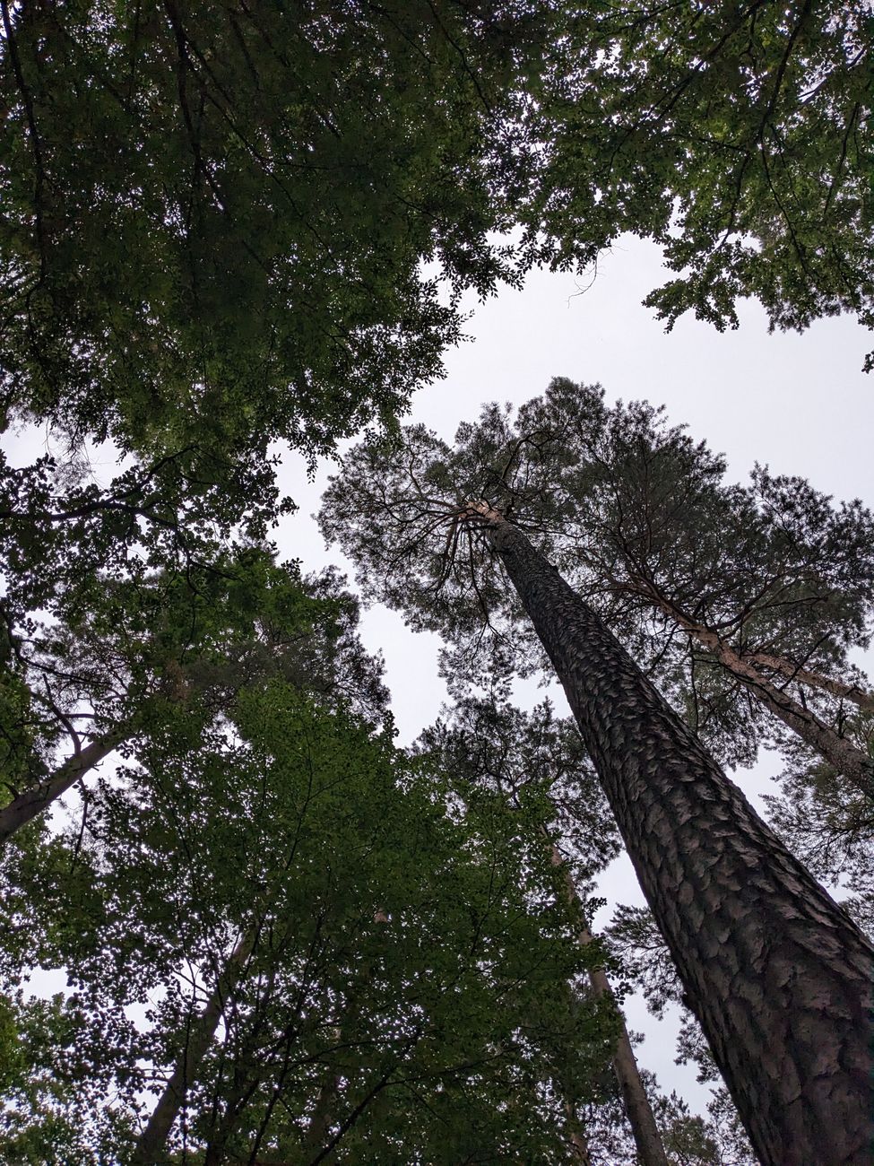 Pacific forest trees background